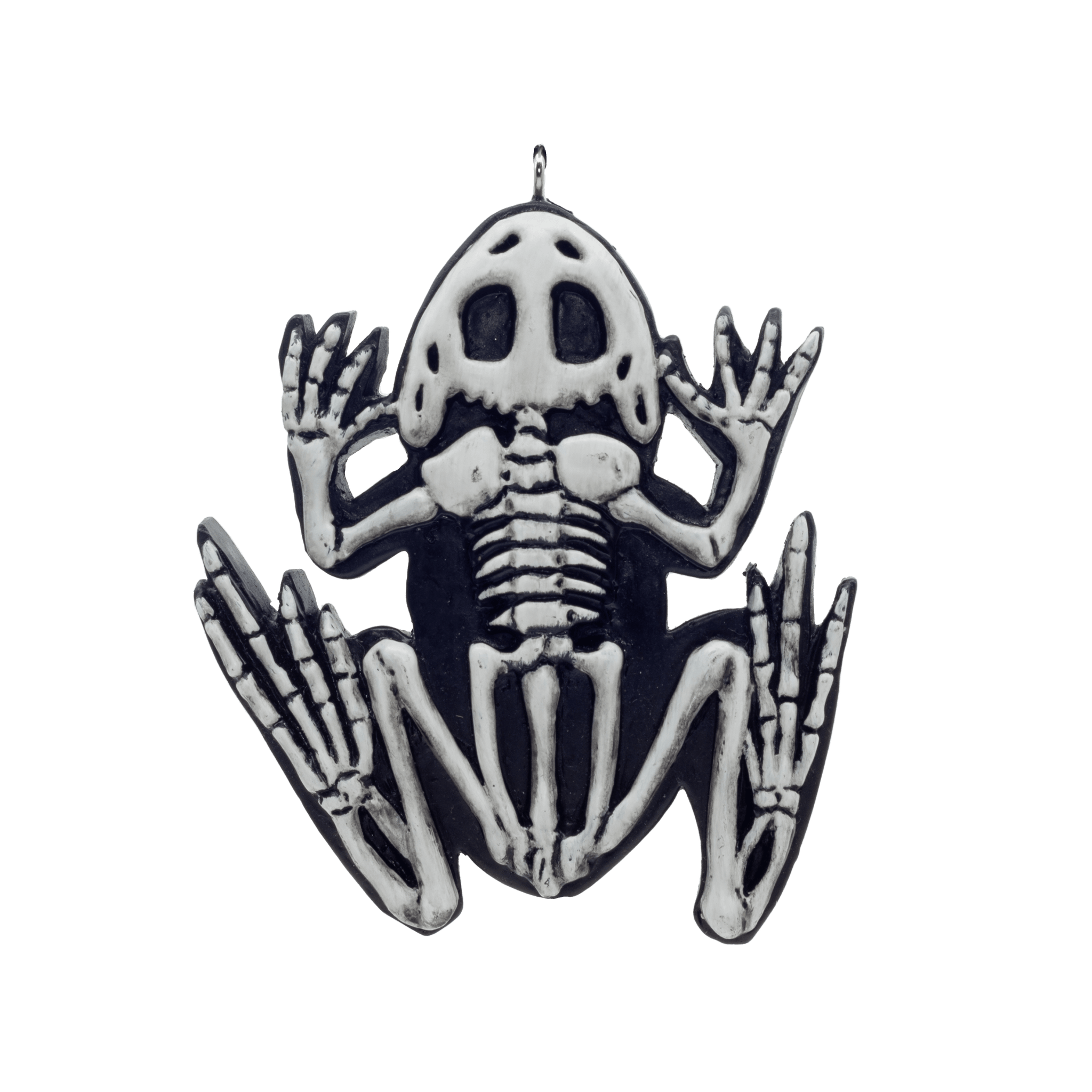 frog skeleton